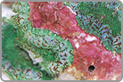 TOP 50 Green Bullseye Mushroom